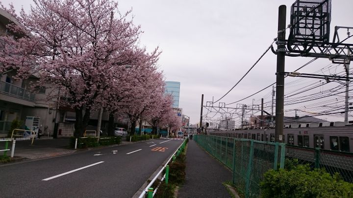 東上線と桜並木
