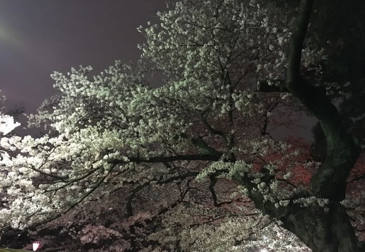 美しきひと夜。in.大宮公園