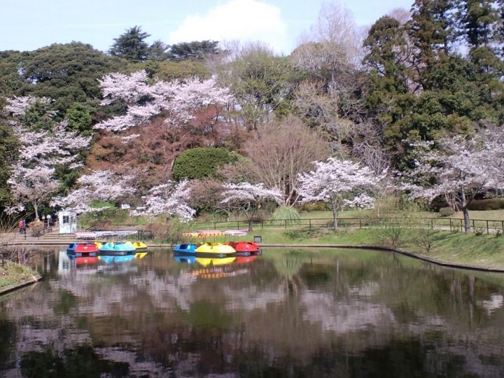 日本桜名所100選『清水公園』